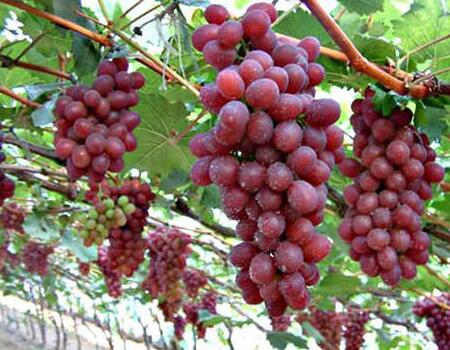 葡萄水溶肥施用技巧 葡萄水溶肥施用技巧