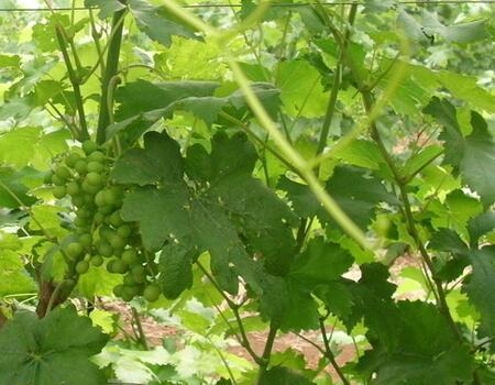 葡萄膨果期施肥選擇 葡萄膨果期施肥選擇