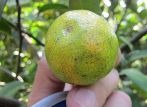 桔子黑點(diǎn)病 桔子黑點(diǎn)病