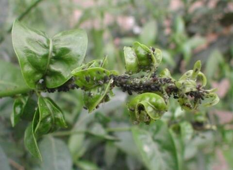 桔子煤煙病引來螞蟻 桔子煤煙病引來螞蟻