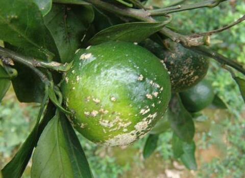 桔子瘡痂病 桔子瘡痂病