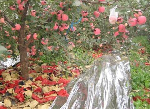 蘋果提高著色方法措施 蘋果提高著色方法措施