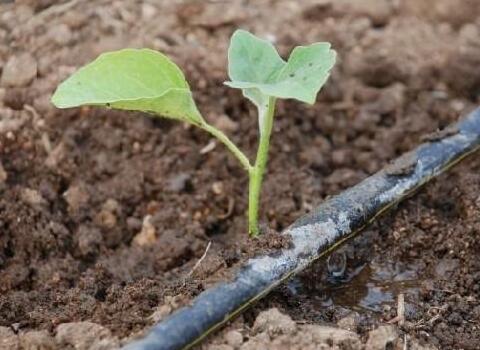 含腐植酸水溶肥滴灌 含腐植酸水溶肥滴灌