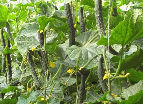 黃瓜追施水溶肥效果 黃瓜追施水溶肥效果