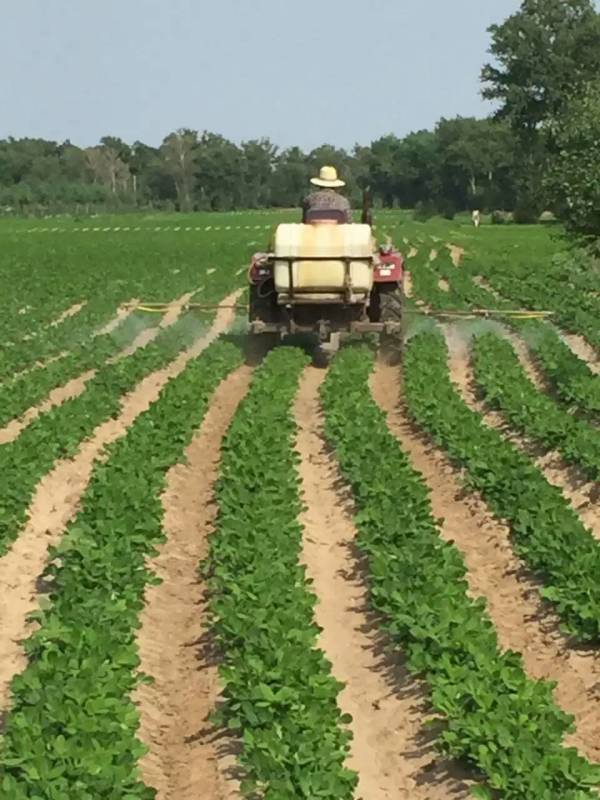花生水溶肥試驗(yàn)現(xiàn)場(chǎng) 花生水溶肥試驗(yàn)現(xiàn)場(chǎng)