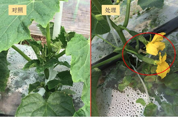 黃瓜水溶肥使用效果對比 黃瓜水溶肥使用效果對比