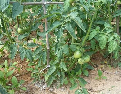 西紅柿結(jié)果期追肥 西紅柿結(jié)果期追肥