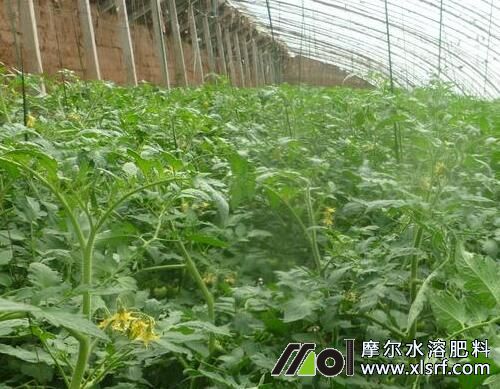 番茄苗期施肥 番茄苗期施肥