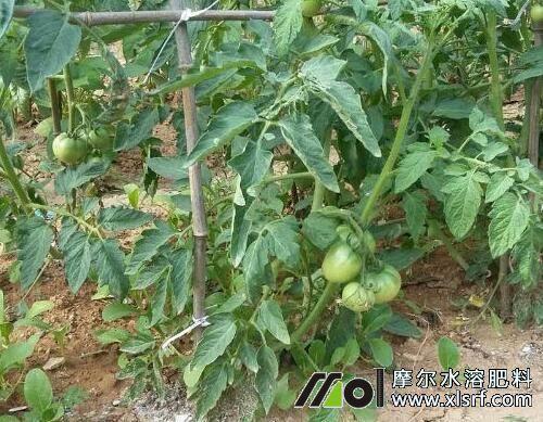 番茄結(jié)果期追施水溶肥 番茄結(jié)果期追施水溶肥