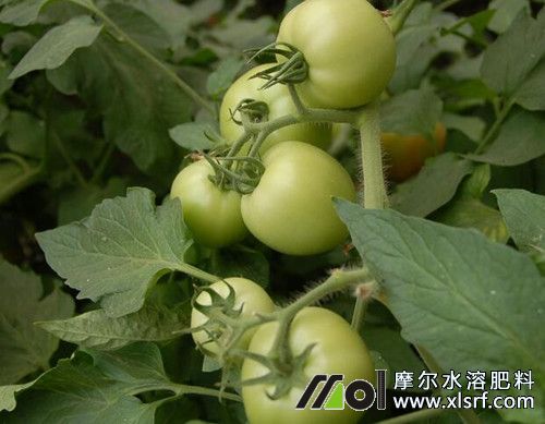西紅柿坐果后施肥 西紅柿坐果后施肥