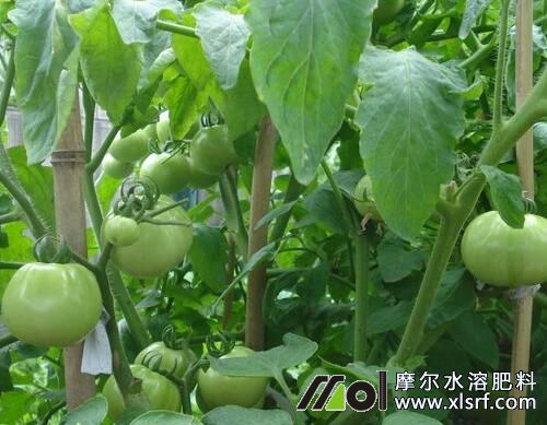 西紅柿追肥注意 西紅柿追肥注意