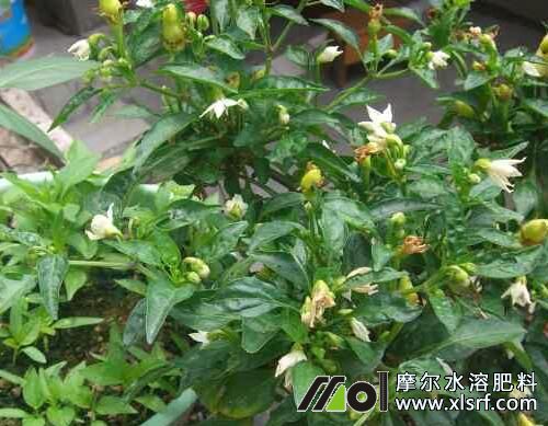 辣椒盛花期追施水溶肥 辣椒盛花期追施水溶肥