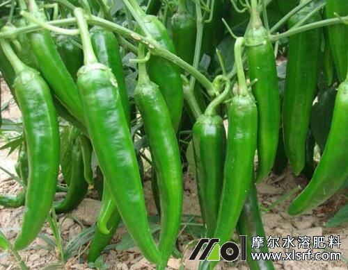 辣椒膨果期沖施水溶肥 辣椒膨果期沖施水溶肥