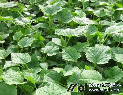 黃瓜苗期追施水溶肥 黃瓜苗期追施水溶肥