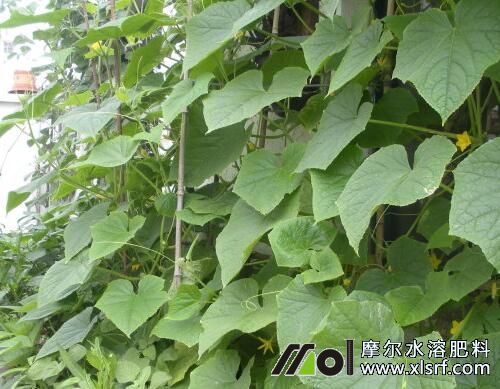 黃瓜藤蔓期追施水溶肥 黃瓜藤蔓期追施水溶肥