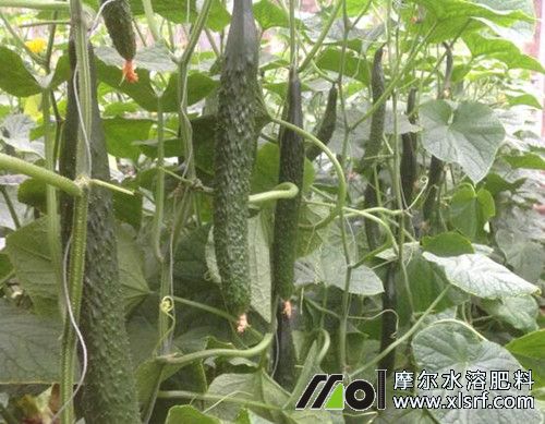 黃瓜結(jié)瓜追施水溶肥 黃瓜結(jié)瓜追施水溶肥