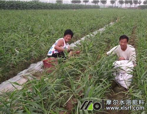 大姜拔節(jié)期追施水溶肥 大姜拔節(jié)期追施水溶肥