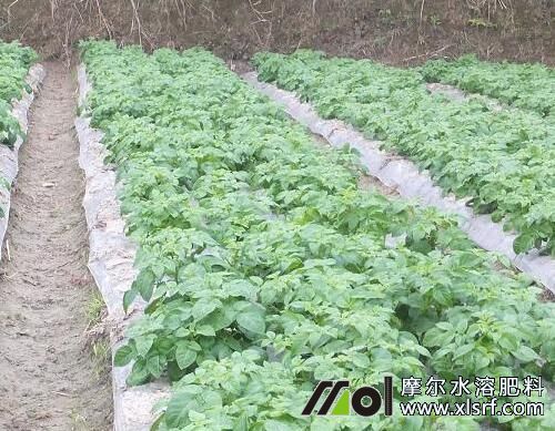 土豆苗期追施育苗水溶肥 土豆苗期追施育苗水溶肥