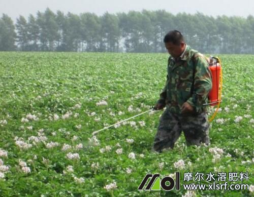 土豆膨大期葉面追肥 土豆膨大期葉面追肥