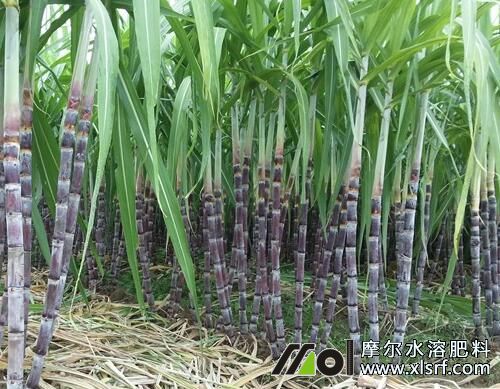 甘蔗成熟期施肥 甘蔗成熟期施肥