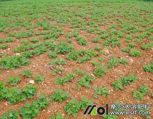 花生苗期追施水溶肥 花生苗期追施水溶肥