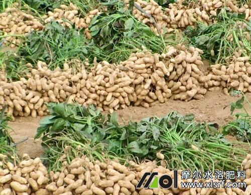 花生高產(chǎn)栽培技術(shù) 花生高產(chǎn)栽培技術(shù)