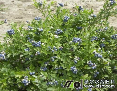藍莓追施水溶肥時間 藍莓追施水溶肥時間