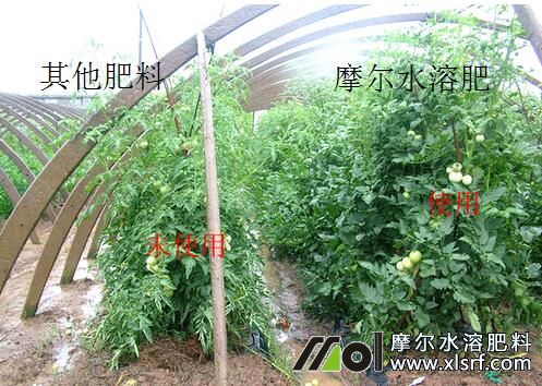 番茄水溶肥施用效果對(duì)比 番茄水溶肥施用效果對(duì)比