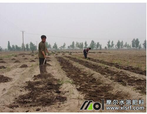 種植玉米施底肥 種植玉米施底肥