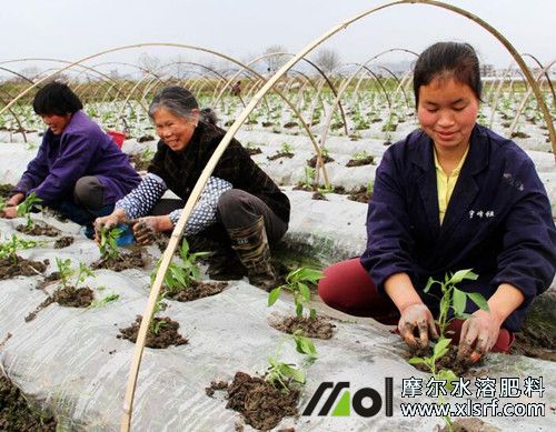 辣椒苗移栽追施育苗水溶肥 辣椒苗移栽追施育苗水溶肥