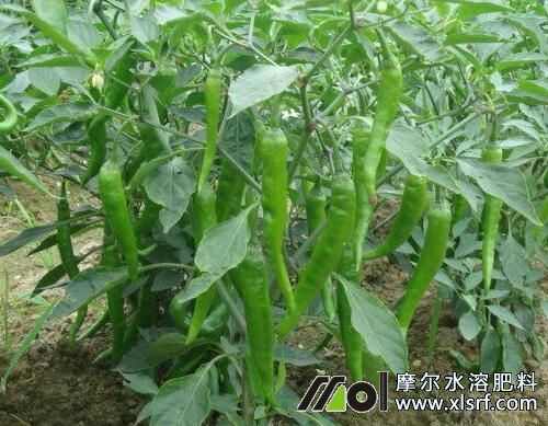 辣椒種植追肥管理 辣椒種植追肥管理
