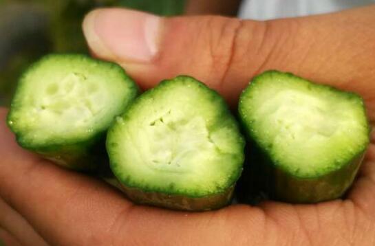 黃瓜施用其他肥料效果 黃瓜施用其他肥料效果