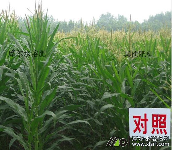 玉米施用摩爾水溶肥效果 玉米施用摩爾水溶肥效果