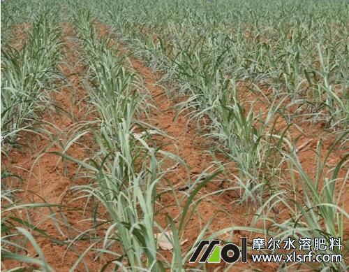 甘蔗苗期追肥 甘蔗苗期追肥