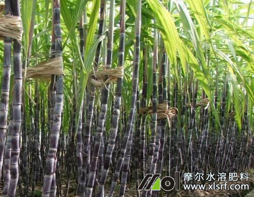 甘蔗攻莖期施肥 甘蔗攻莖期施肥