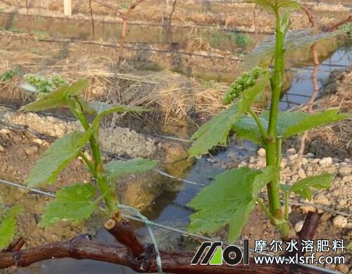 葡萄萌芽前期追施水溶肥 葡萄萌芽前期追施水溶肥