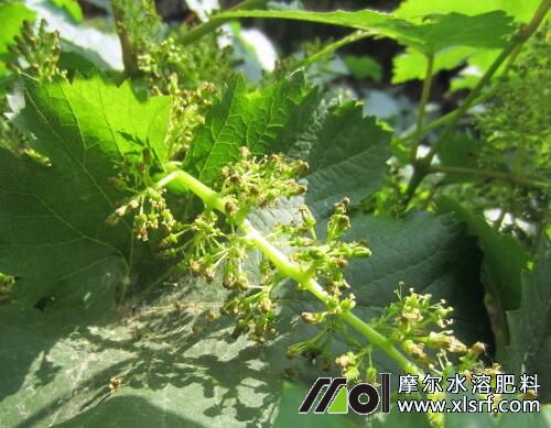 葡萄花前期追施高磷水溶肥 葡萄花前期追施高磷水溶肥