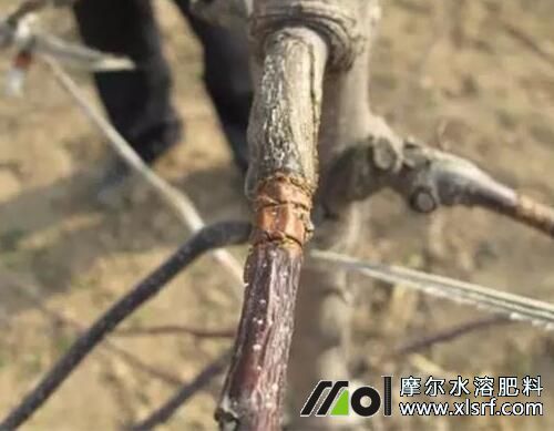 夏季進行蘋果環(huán)剝 夏季進行蘋果環(huán)剝