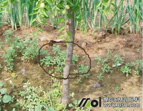 夏季進行蘋果環(huán)剝 夏季進行蘋果環(huán)剝