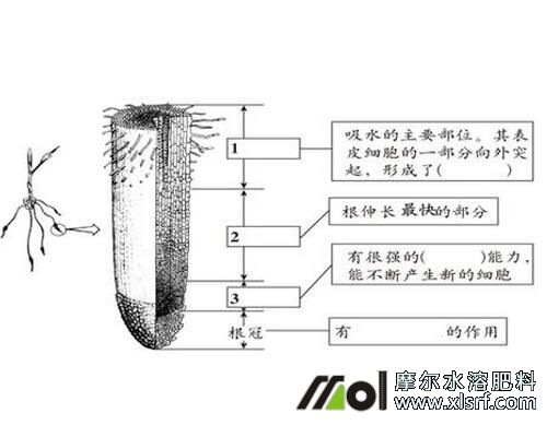 夏季進行蘋果環(huán)剝 夏季進行蘋果環(huán)剝