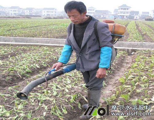 水溶性肥料怎么進(jìn)行葉面噴施 水溶性肥料怎么進(jìn)行葉面噴施