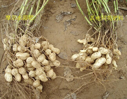 辦理水溶肥料登記證流程 辦理水溶肥料登記證流程