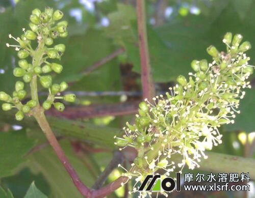 葡萄樹什么時候施肥比較好 葡萄樹什么時候施肥比較好