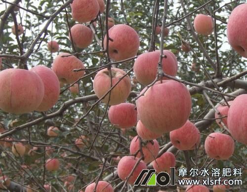 蘋果需肥特點_水溶肥使用技術(shù) 蘋果需肥特點_水溶肥使用技術(shù)