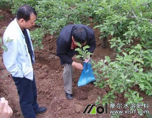 蘋果需肥特點_水溶肥使用技術(shù) 蘋果需肥特點_水溶肥使用技術(shù)