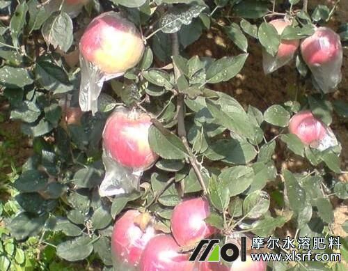 蘋果水溶肥好處及施用指南 蘋果水溶肥好處及施用指南