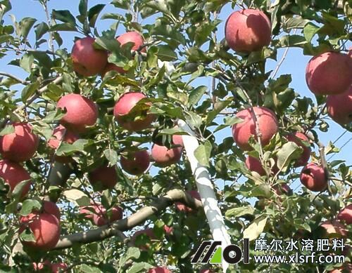 蘋果水溶肥好處及施用指南 蘋果水溶肥好處及施用指南