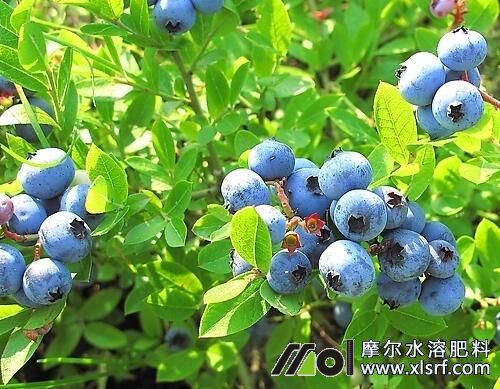 藍(lán)莓水溶肥好處及使用方法 藍(lán)莓水溶肥好處及使用方法