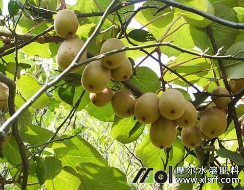 獼猴桃水溶肥作用 獼猴桃水溶肥作用