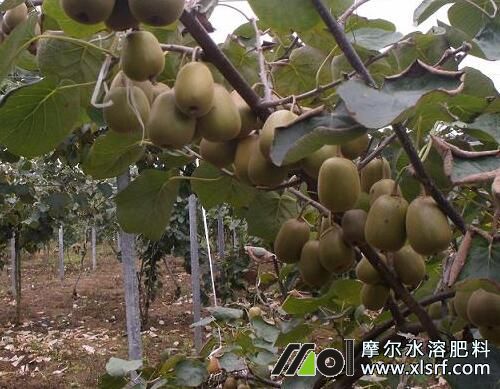 獼猴桃水溶肥作用 獼猴桃水溶肥作用